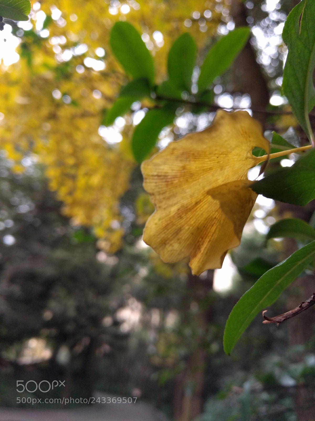 Google Nexus 6P sample photo. 呢 photography