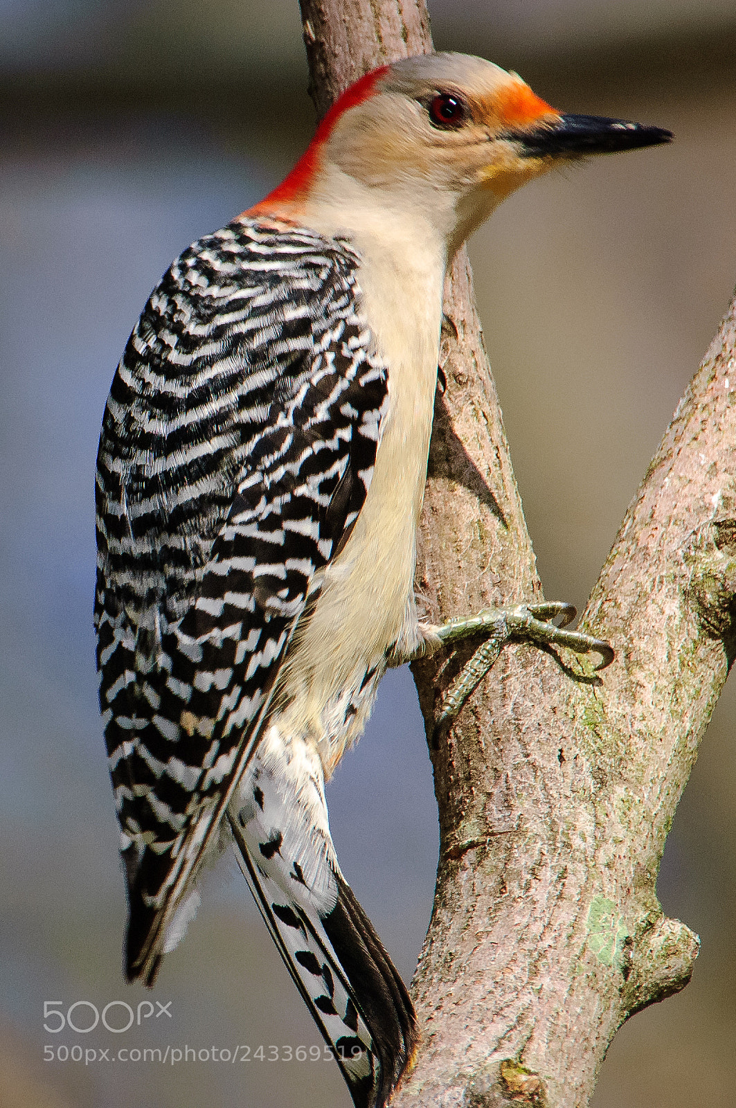 Nikon D2X sample photo. Red bellied woodpecker photography