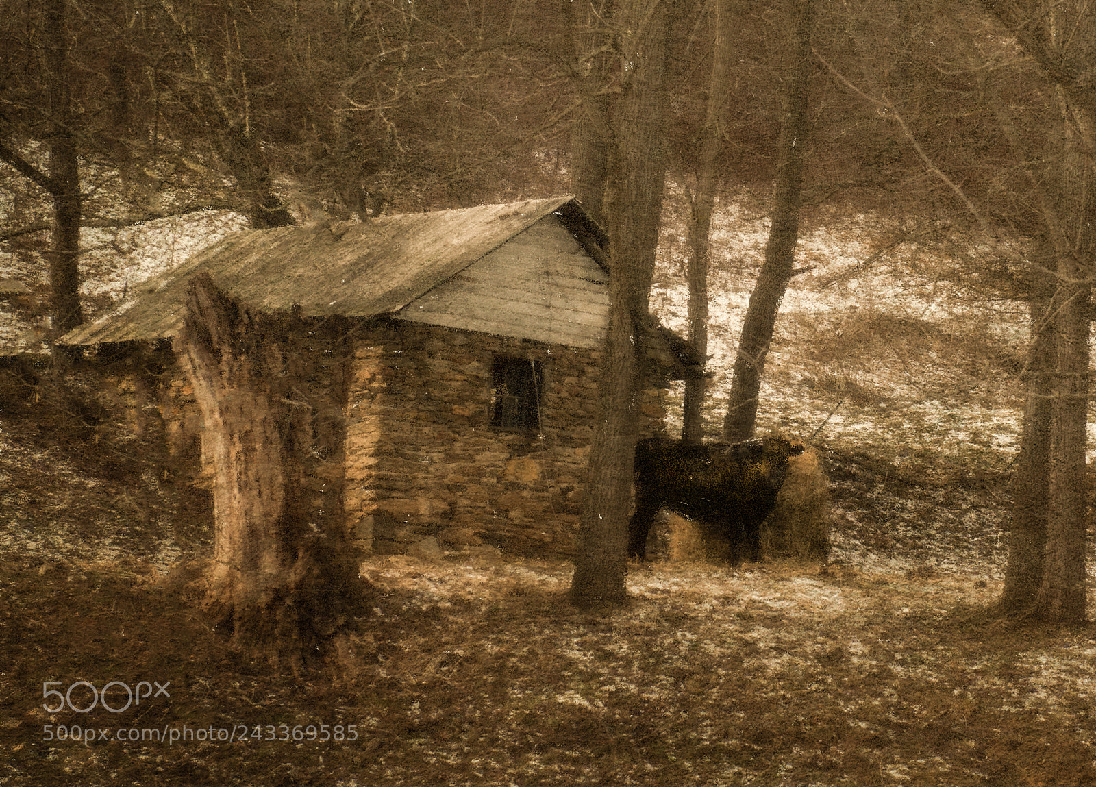 Nikon D800 sample photo. Winter on the farm. photography