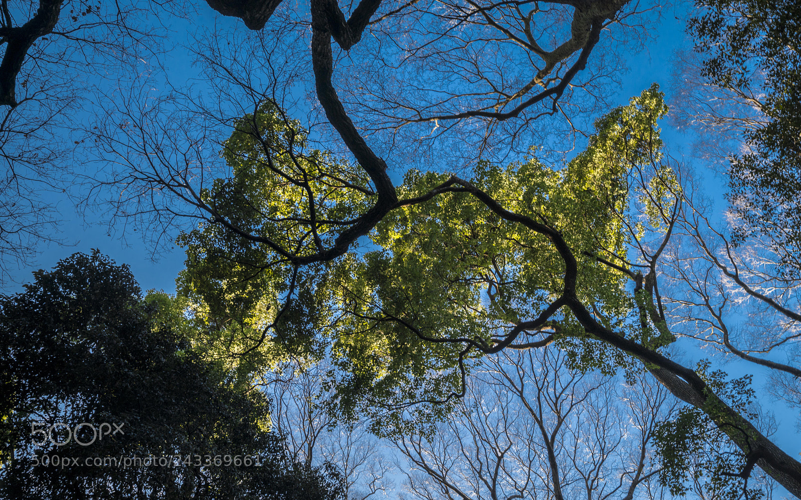Sony a7R III sample photo. Under the canopy photography