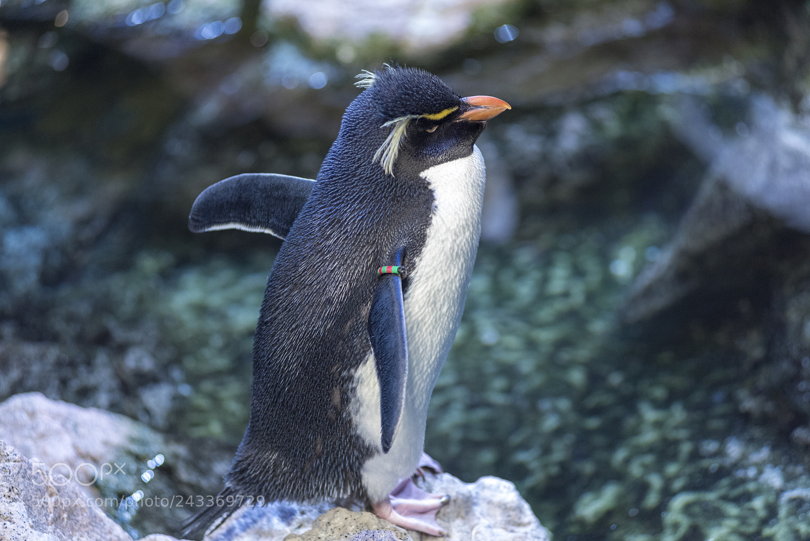 Nikon D810 sample photo. Southern rockhopper penguin photography