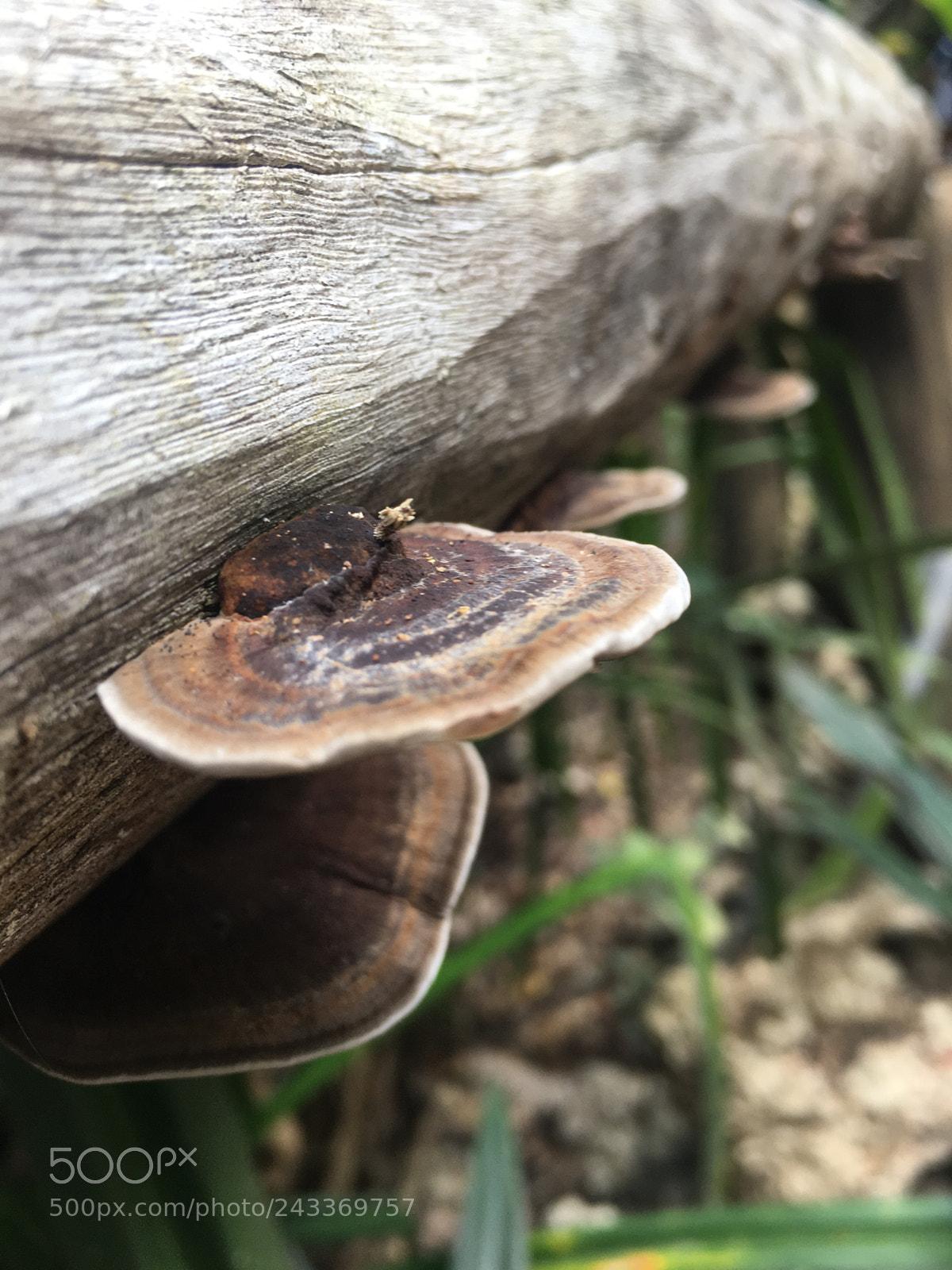 Apple iPhone 6s sample photo. Untitled photography