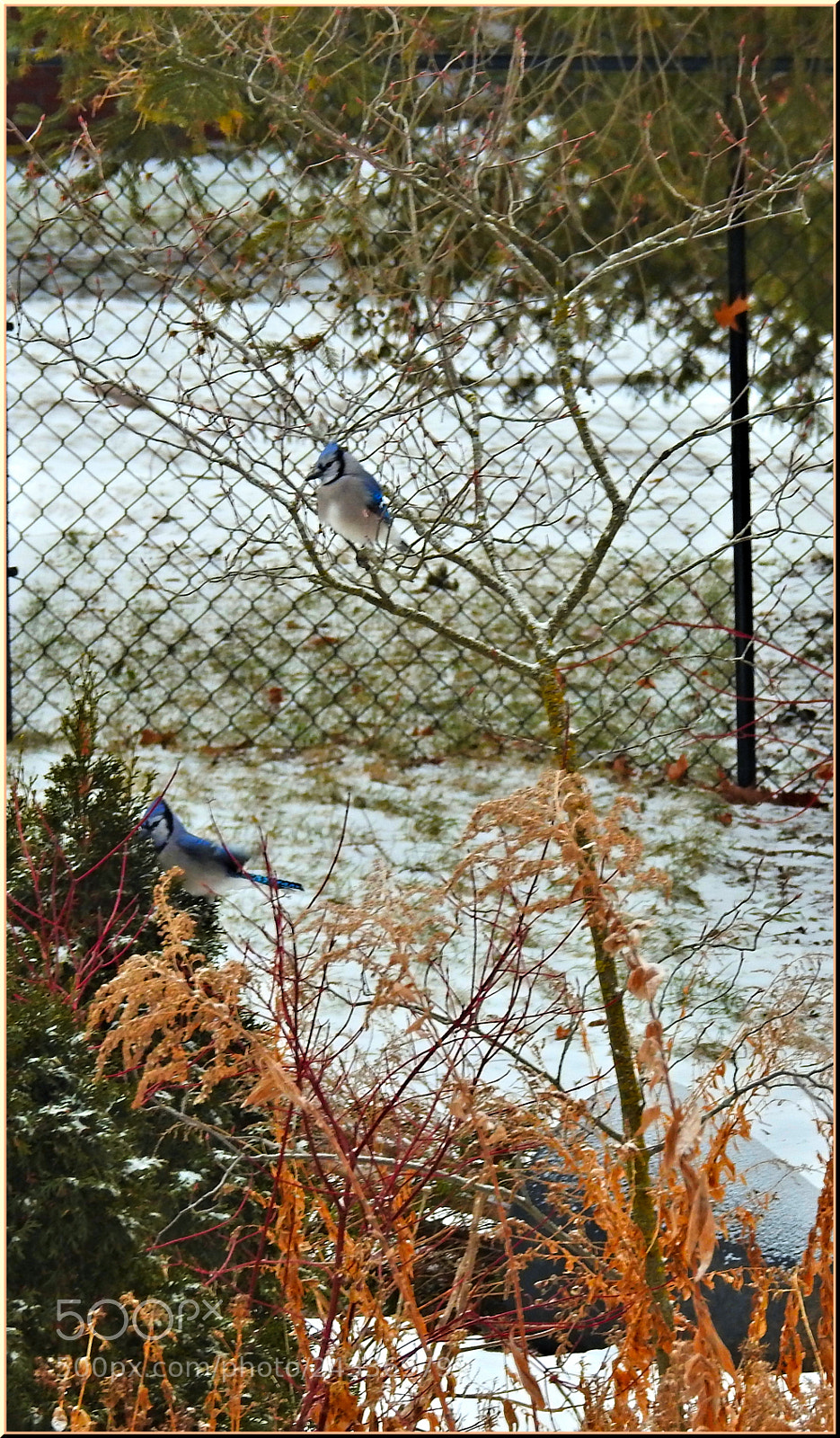 Nikon Coolpix P900 sample photo. A bird in the photography