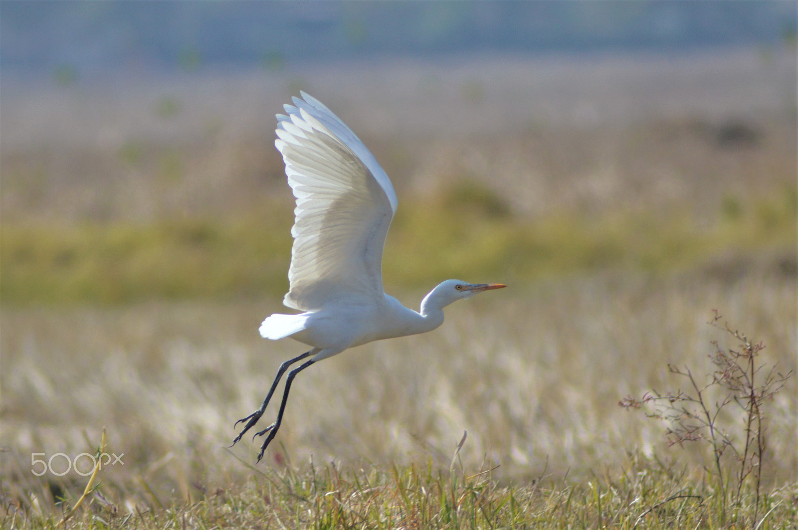 Nikon AF Nikkor 70-300mm F4-5.6G sample photo. A great egret in starting a flight photography