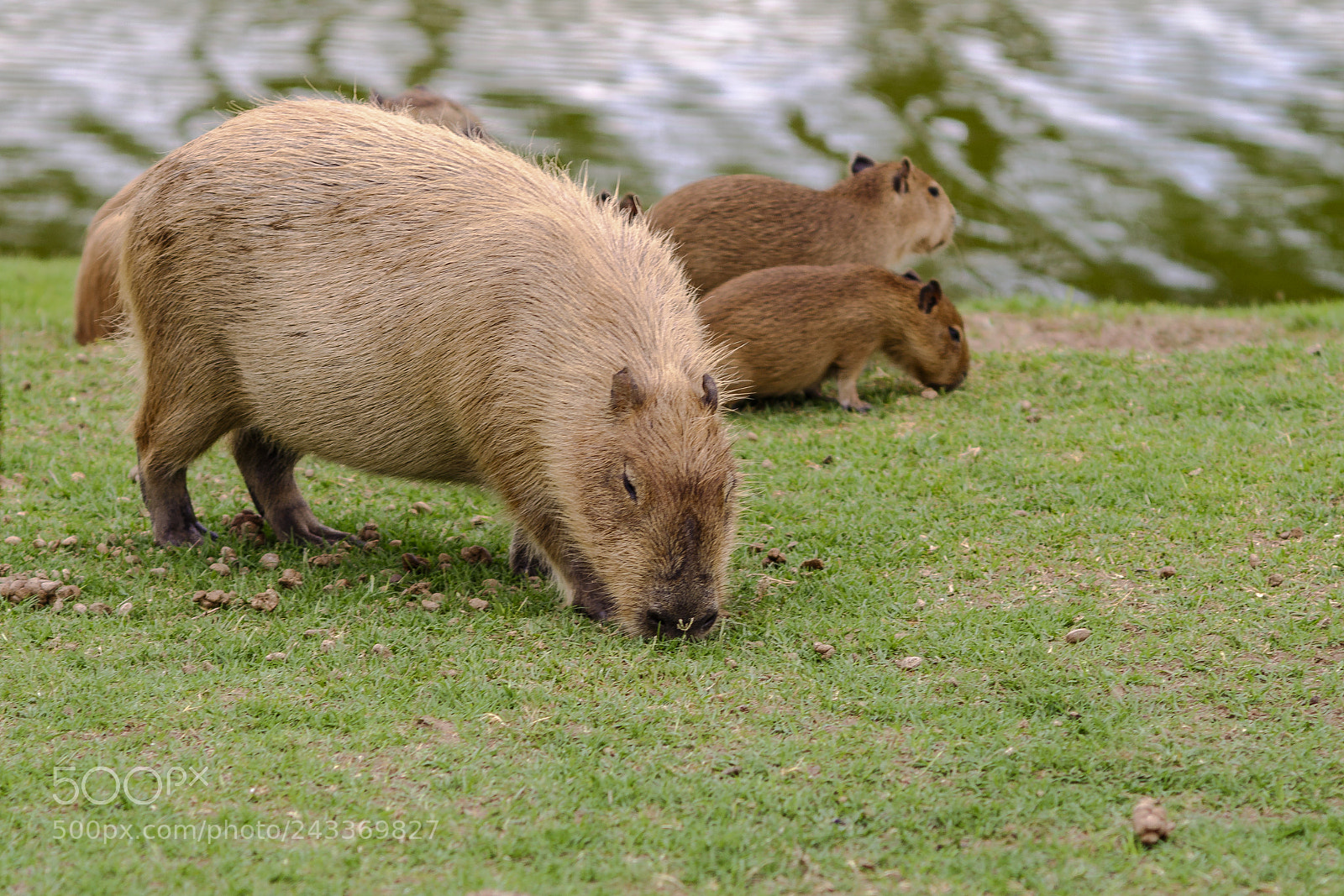 Fujifilm X-A1 sample photo. Capybaras (carpincho) photography