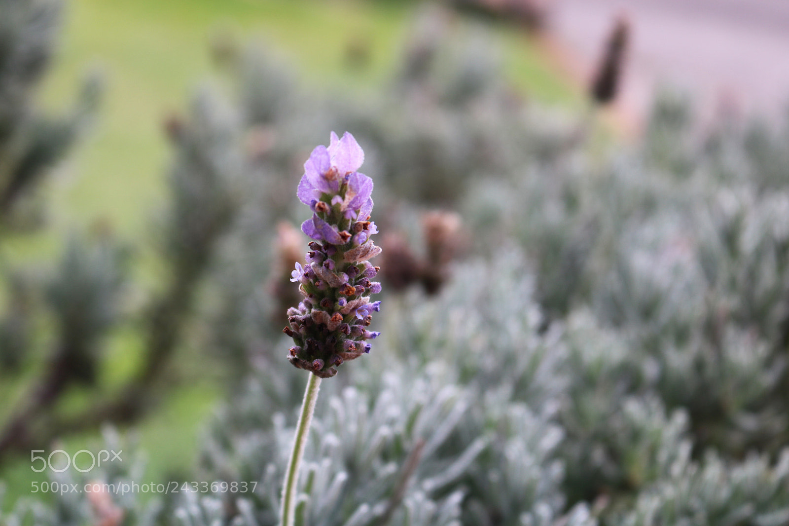 Canon EOS 750D (EOS Rebel T6i / EOS Kiss X8i) sample photo. Untitled photography