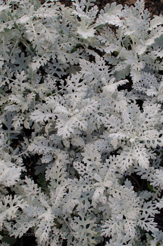 Nikon D5100 sample photo. Winter in plants photography