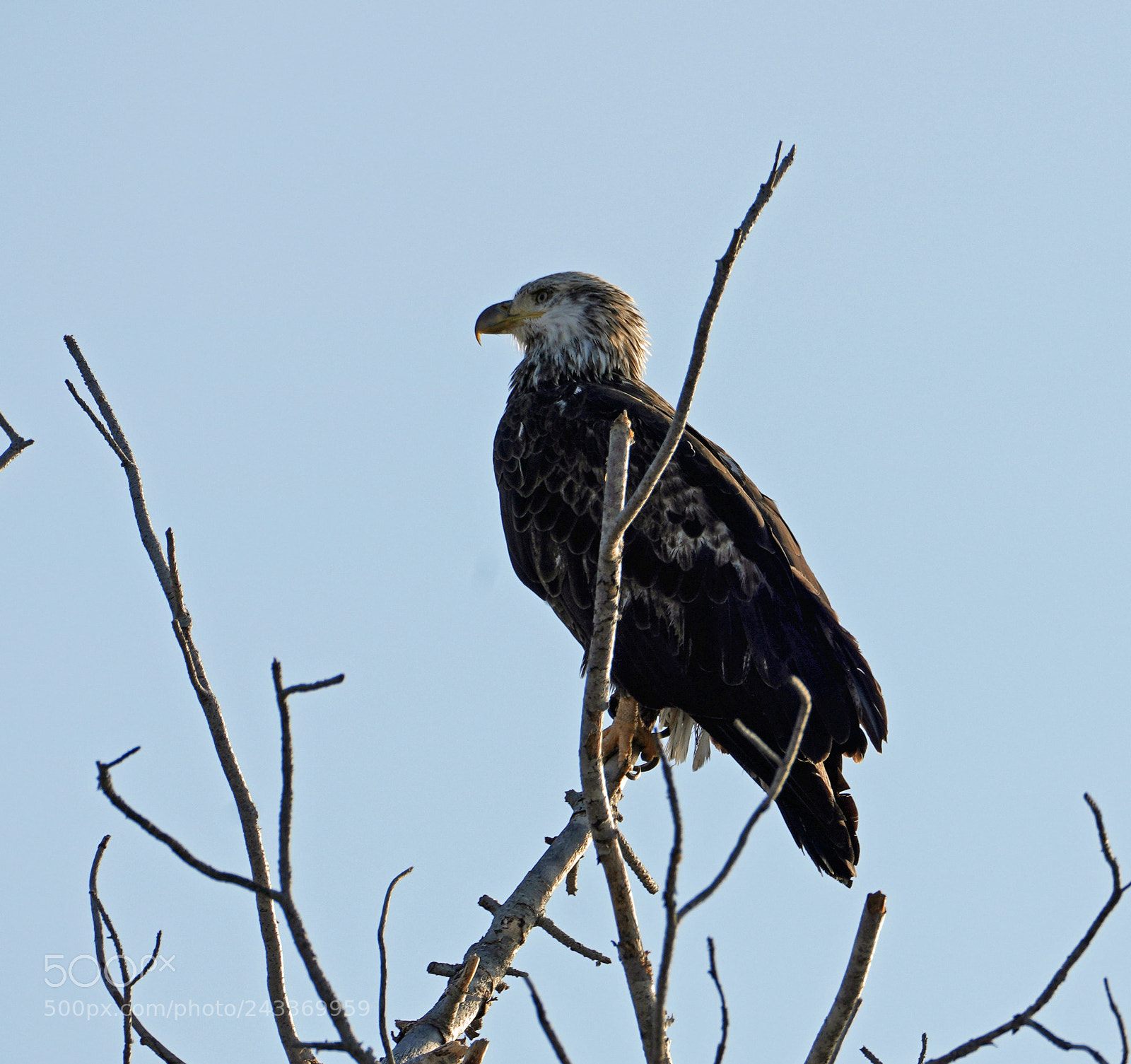 Sony a7R III sample photo. Bald eagle 3rd year photography