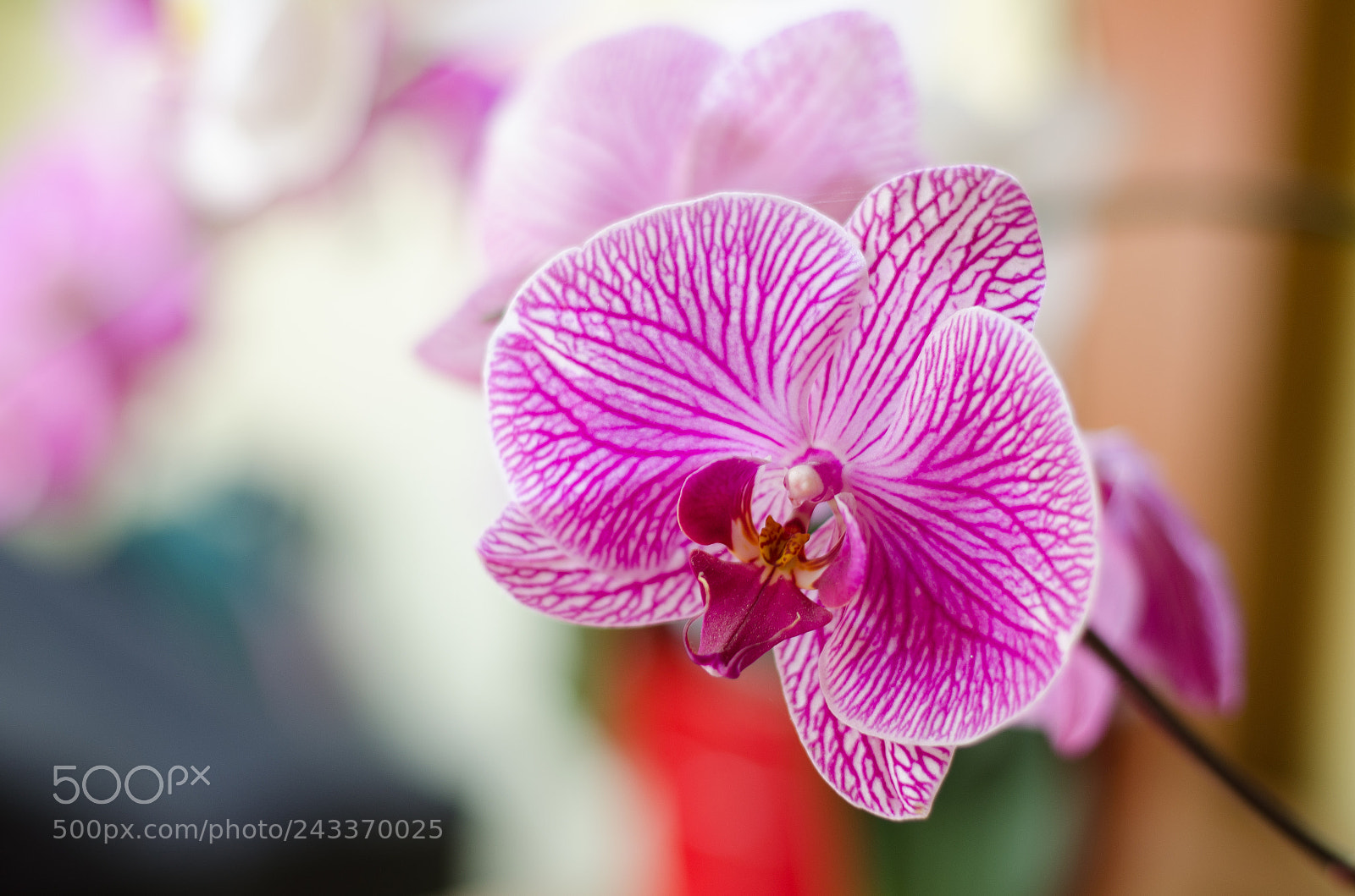 Nikon D5100 sample photo. Orquídea fucsia photography