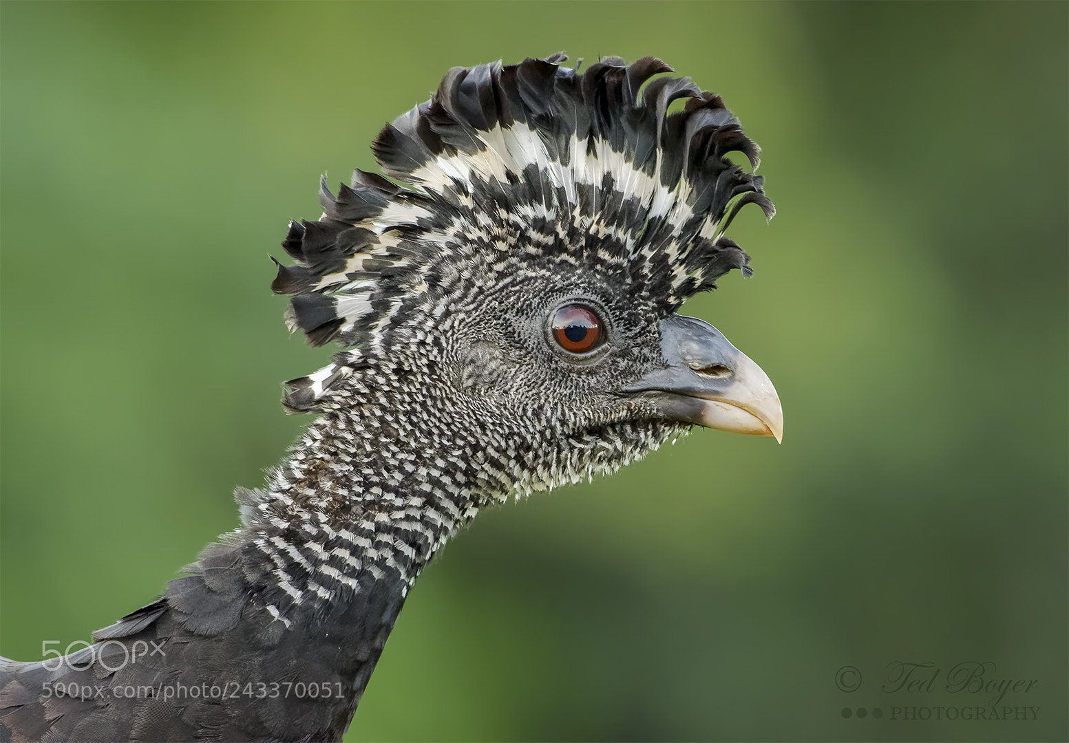Nikon D500 sample photo. Great curassow (female) portrait photography