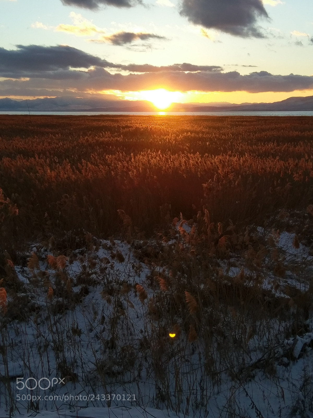 HTC 10 sample photo. Amber reeds. photography
