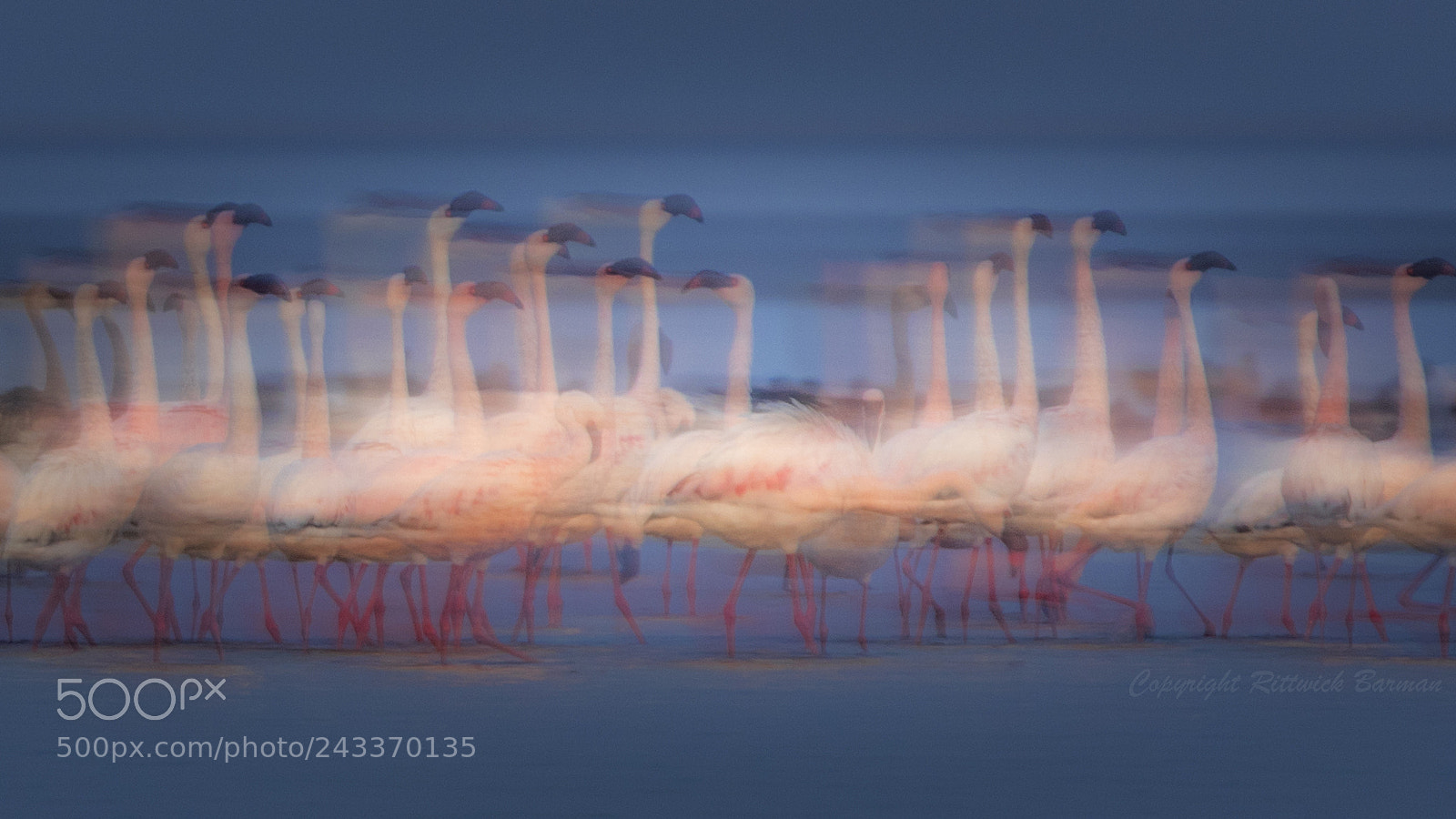 Canon EOS 7D Mark II sample photo. Dancing flamingos photography