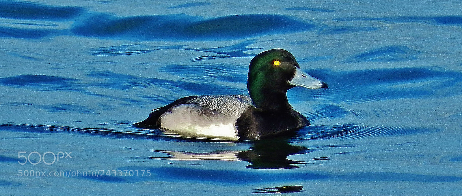 Nikon Coolpix P500 sample photo. Greater scaup 2018 photography