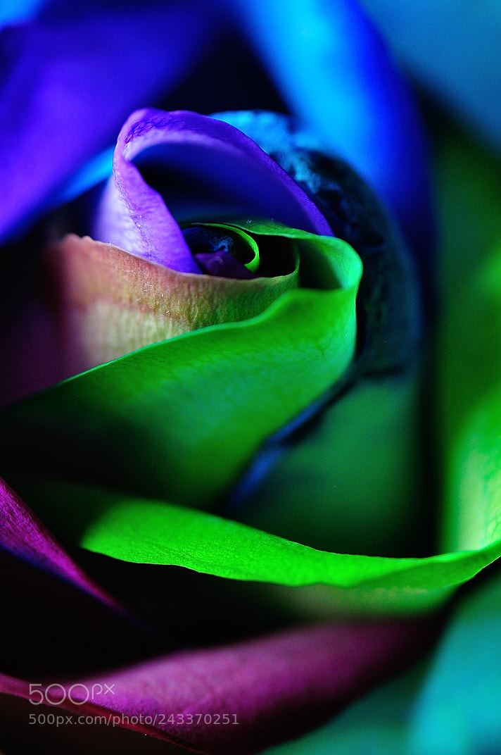 Nikon D90 sample photo. Beautiful colors photography