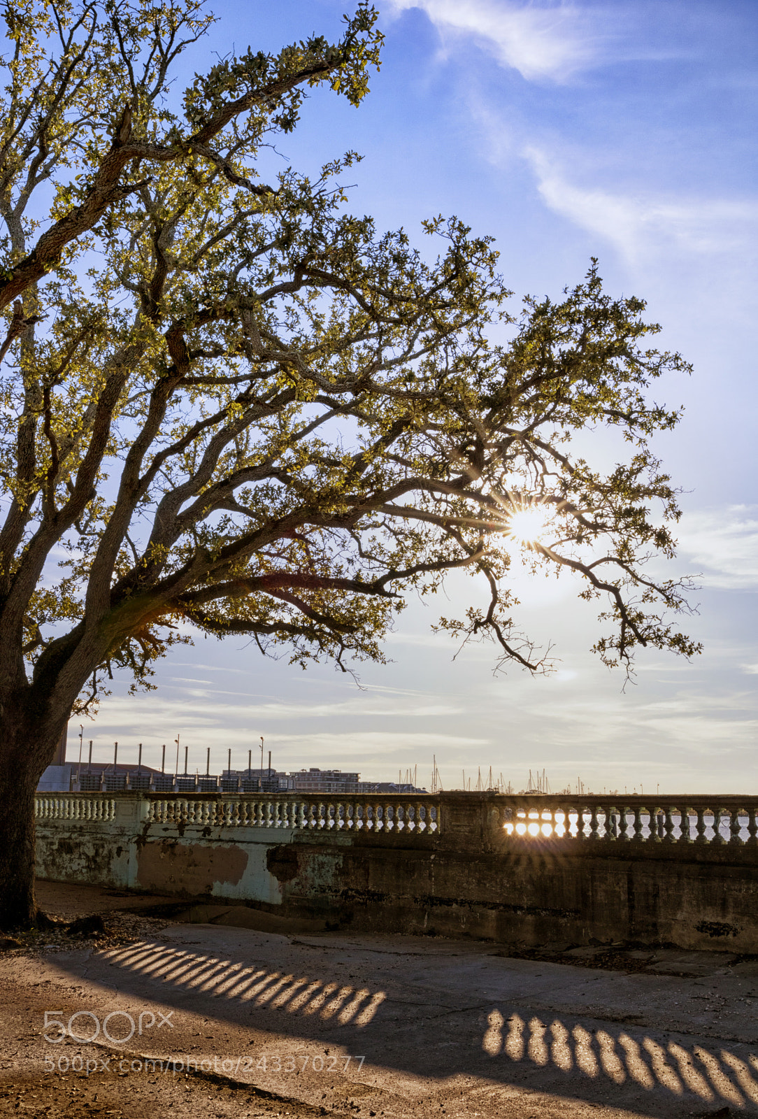 Canon EOS 750D (EOS Rebel T6i / EOS Kiss X8i) sample photo. Oak burst photography