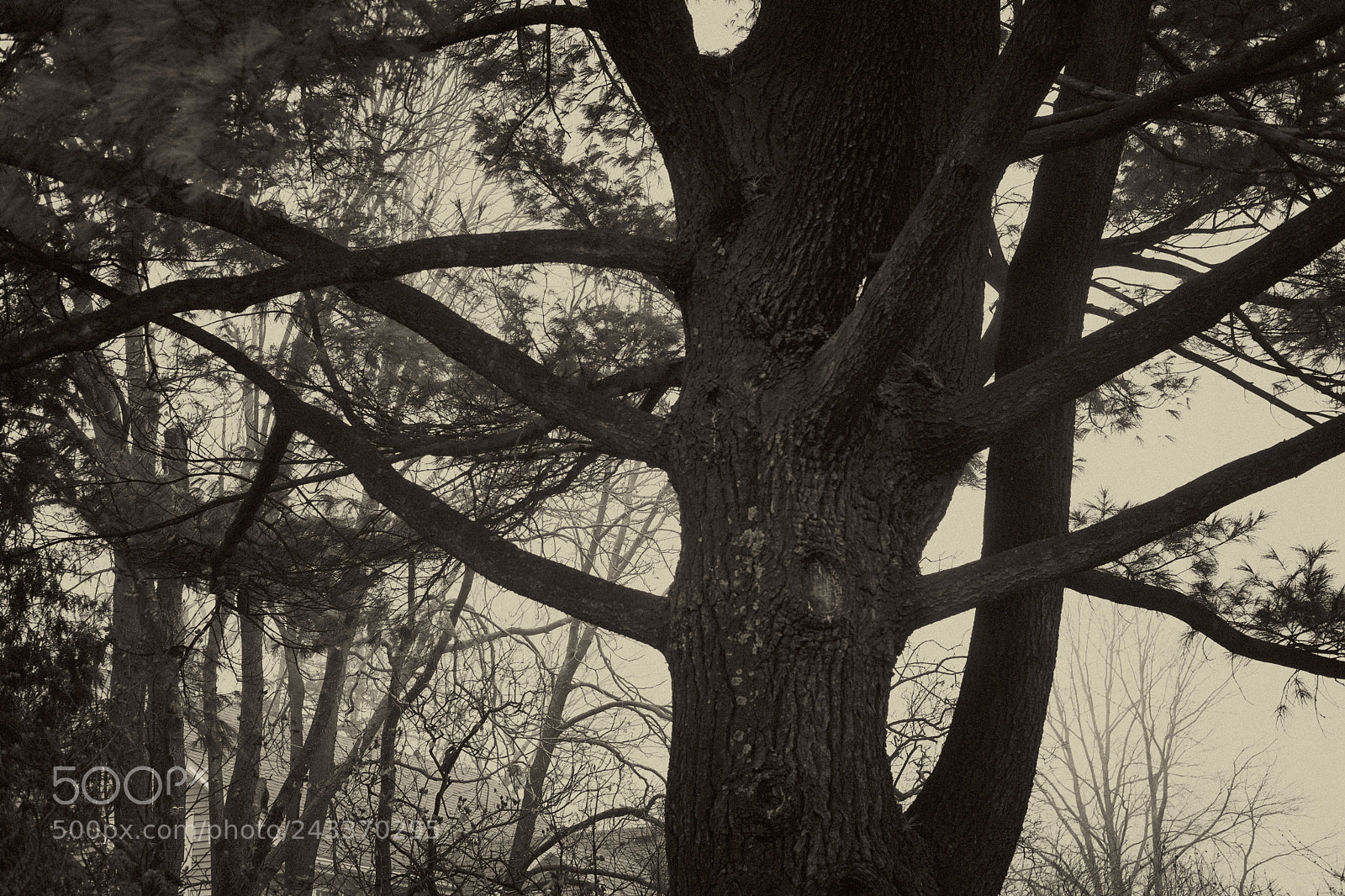 Fujifilm X-Pro2 sample photo. The yard all misty photography