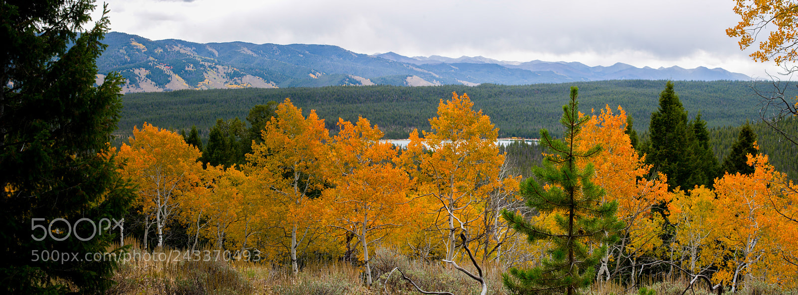 Nikon D3S sample photo. Aspens, redfish lake, stanley photography