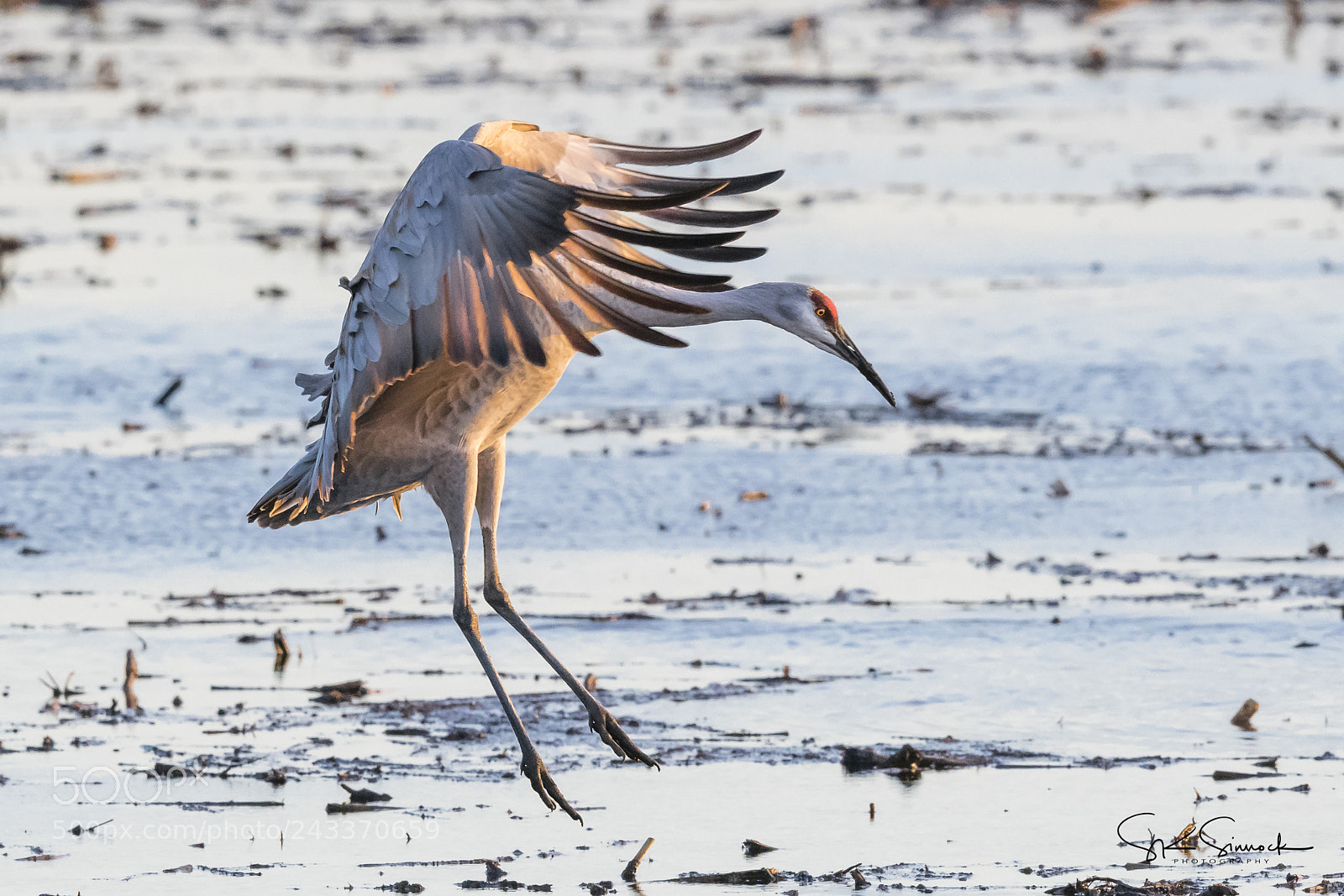 Nikon D850 sample photo. Sandhill crane photography