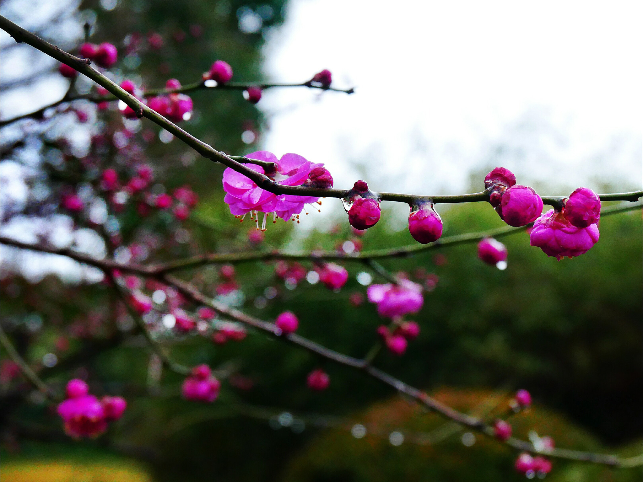 Panasonic Lumix DC-GX850 (Lumix DC-GX800 / Lumix DC-GF9) sample photo. Morning after raining photography