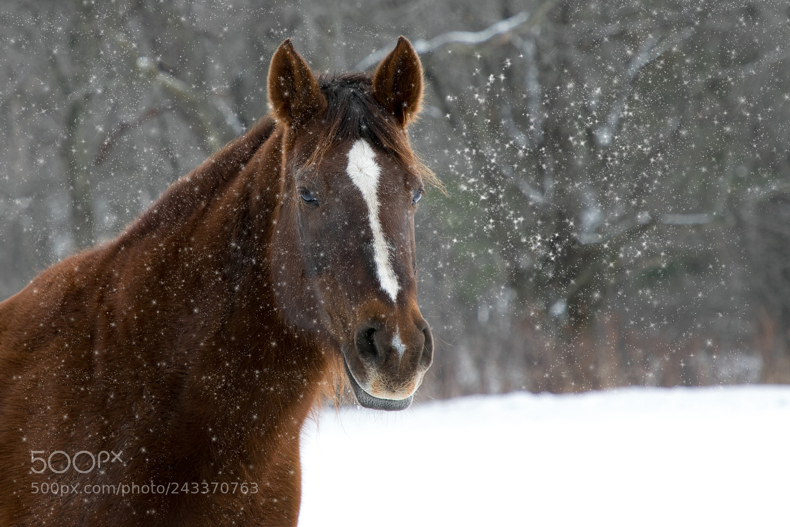 Canon EOS 7D Mark II sample photo. Horse in snow photography