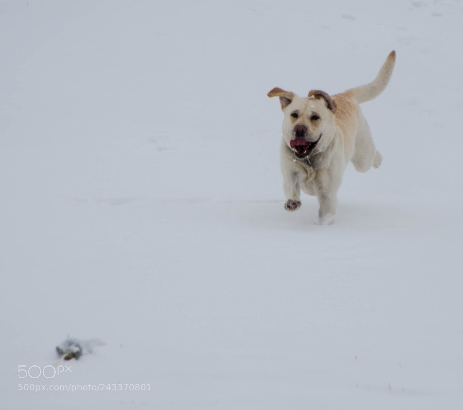 Nikon D800 sample photo. Untitled photography