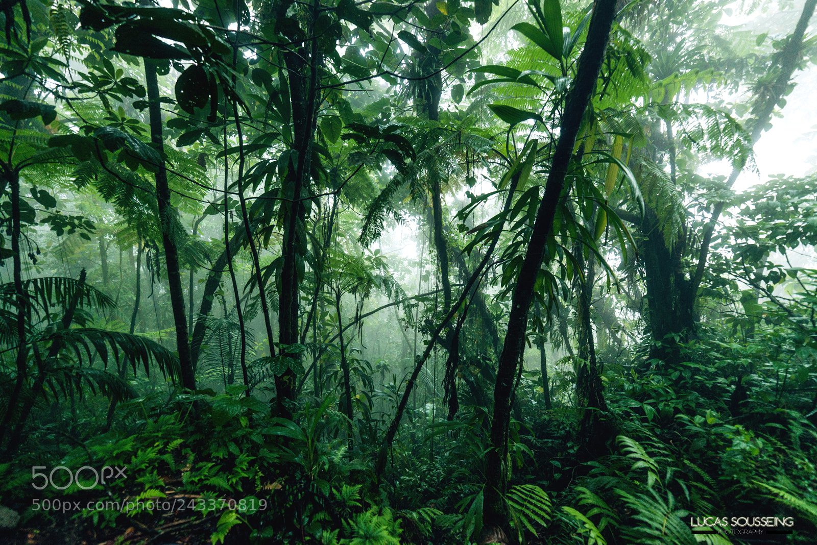 Nikon D800 sample photo. Green dream photography