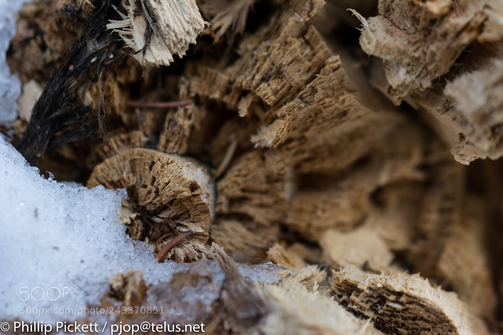 Nikon D7100 sample photo. Wood n lichen photography