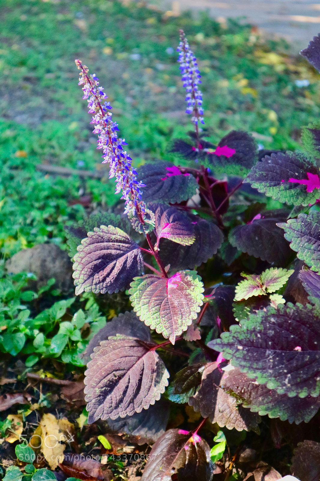 Canon EOS M3 sample photo. Purple flowers photography