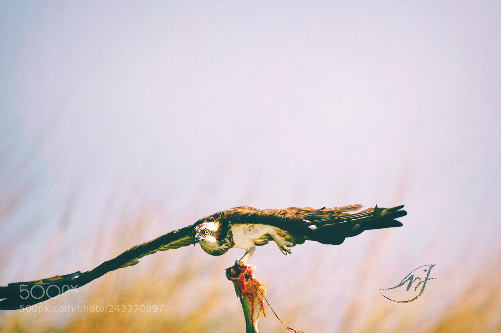 Nikon D610 sample photo. An osprey flying with photography