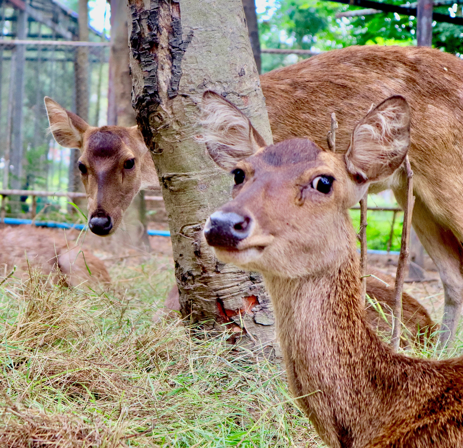 Canon EOS M3 sample photo. Close deer photography
