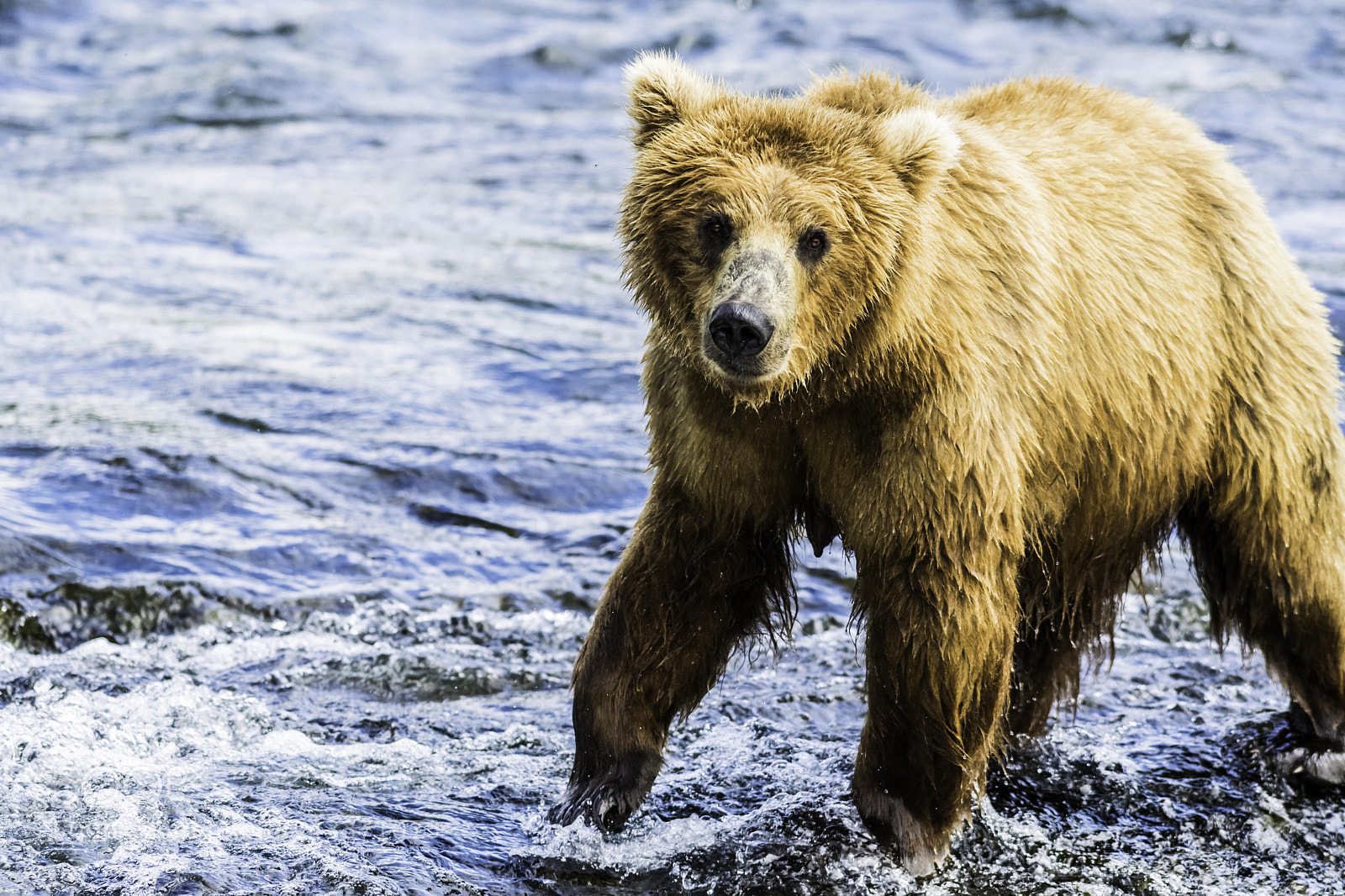 Nikon D500 sample photo. Grizzly at katmai photography