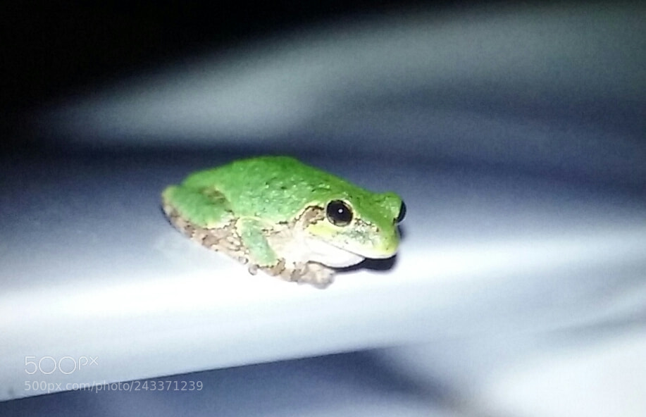 Samsung Galaxy Core Prime sample photo. Just going for a photography