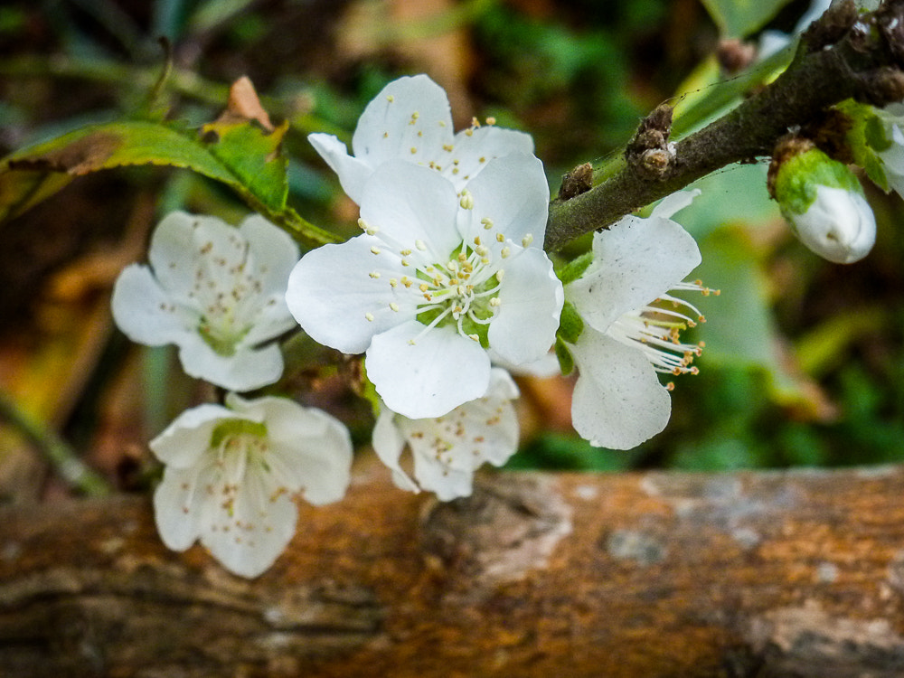 Panasonic Lumix DMC-ZS8 (Lumix DMC-TZ18) sample photo. Flores blancas photography