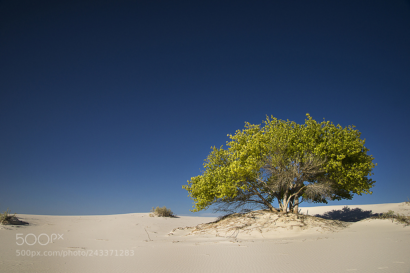 Nikon D610 sample photo. The tree at white photography