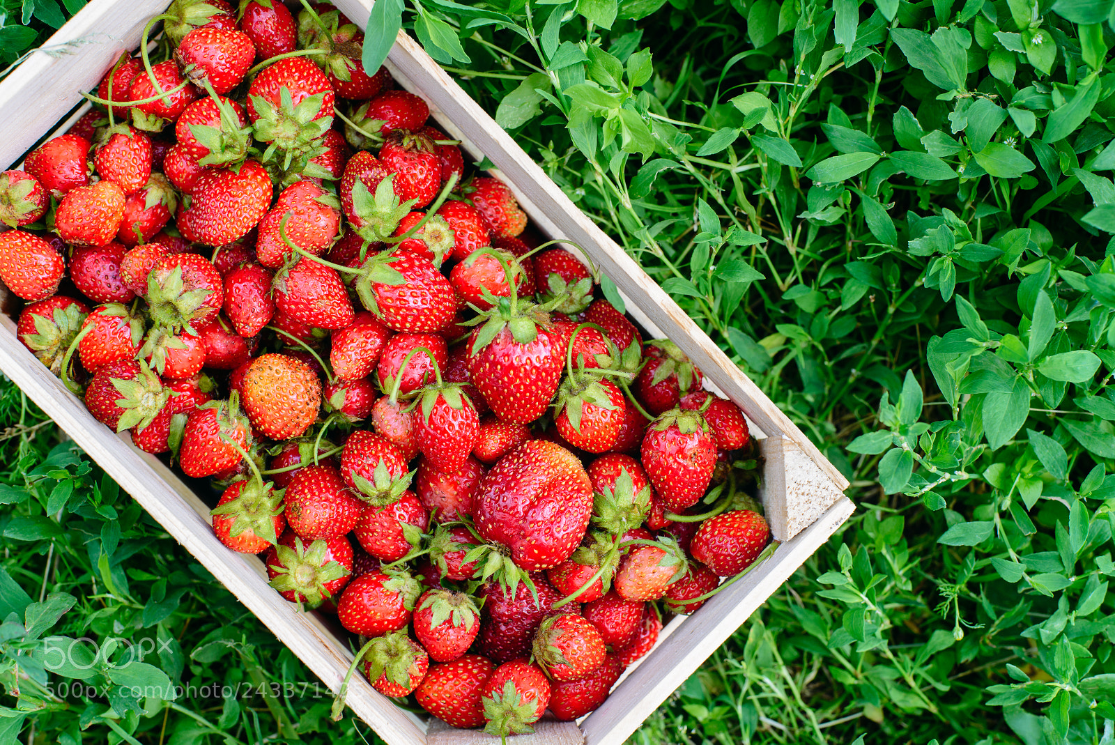 Nikon D600 sample photo. Strawberry in a box photography