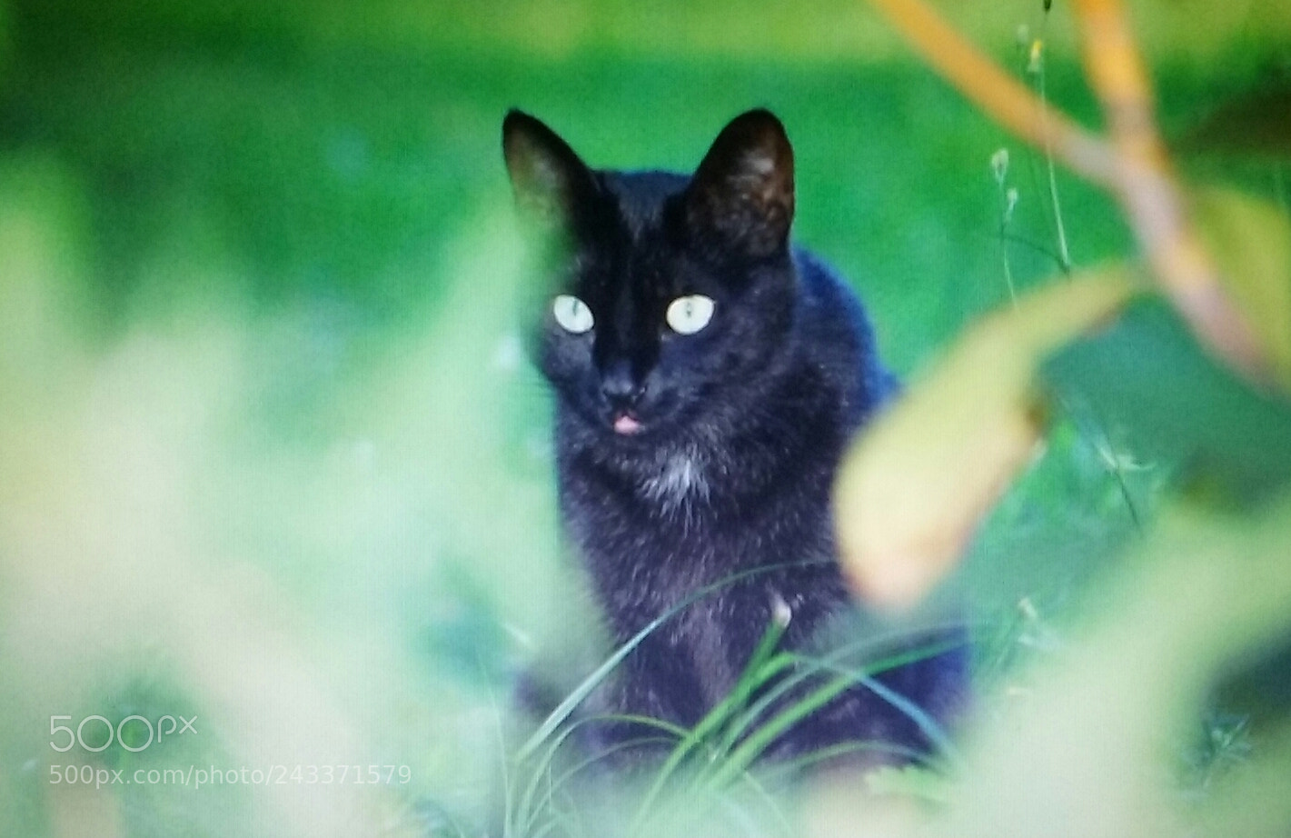 Samsung Galaxy Core Prime sample photo. Oh snap photography