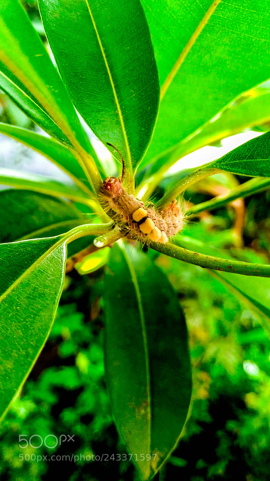 Motorola Moto G Play sample photo. Beautiful insect photography