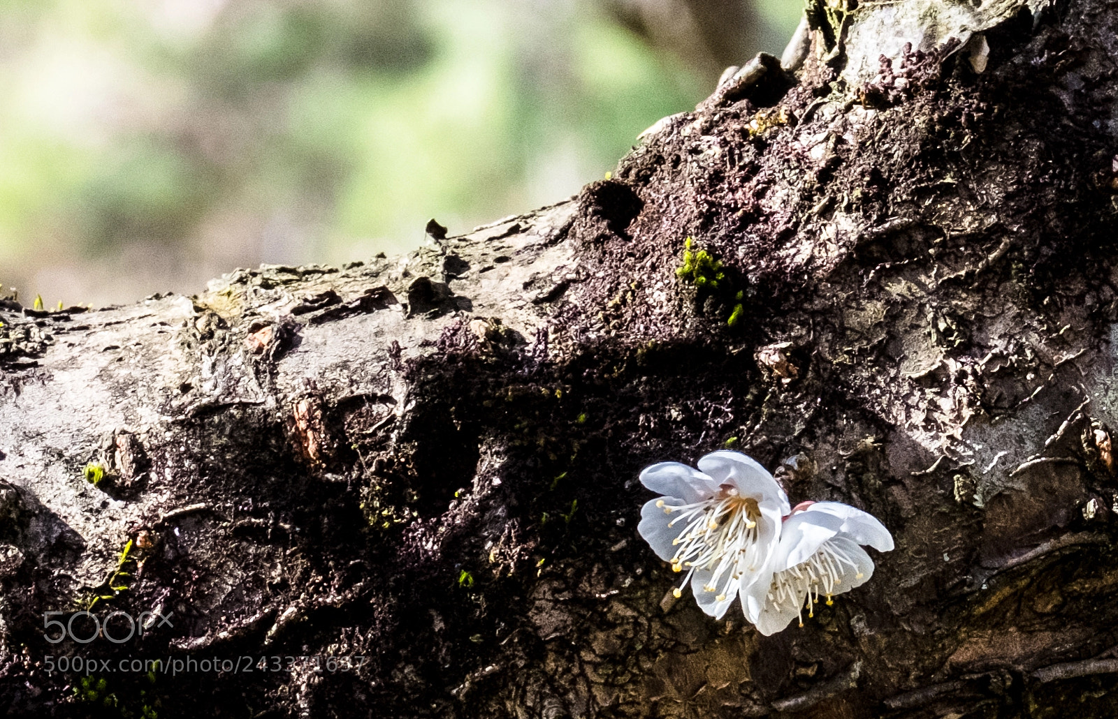 Fujifilm X-T2 sample photo. Dscf6663-4.jpg photography
