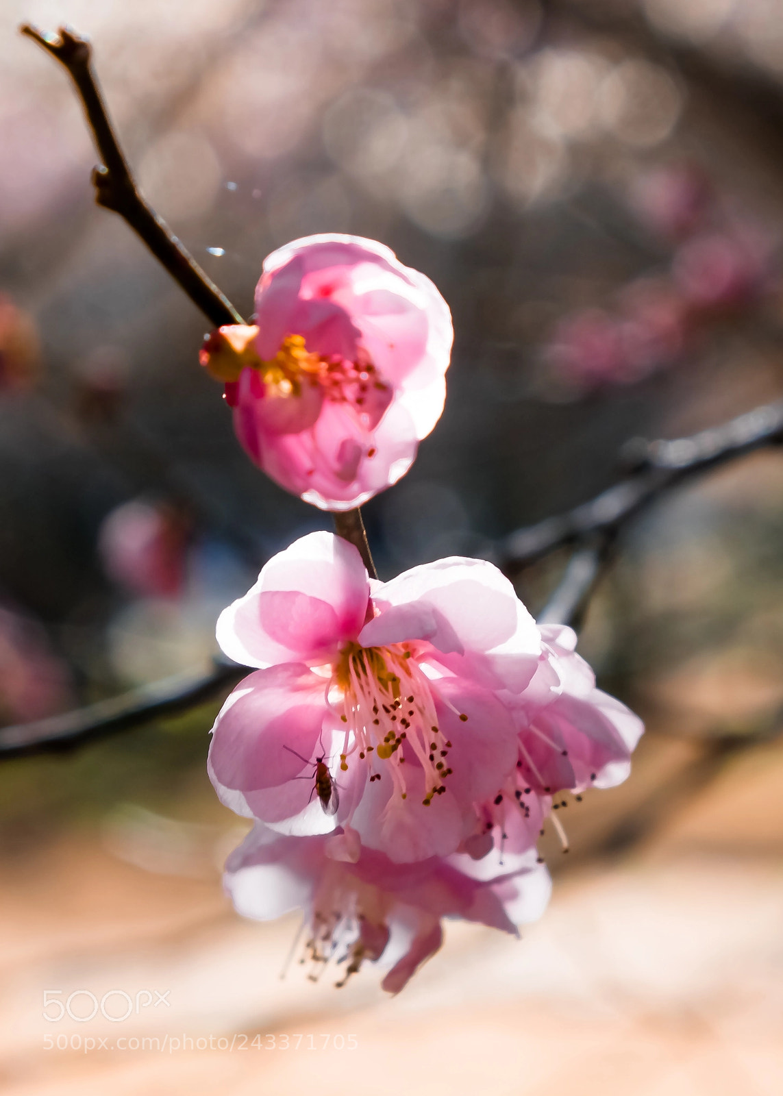 Fujifilm X-T2 sample photo. Dscf6677-4-2.jpg photography