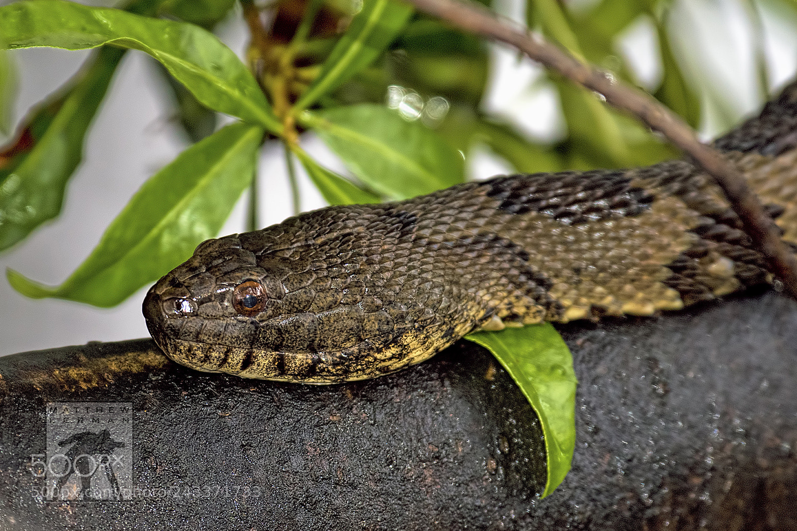 Nikon D810 sample photo. Brown water snake photography