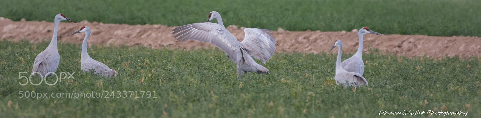 Canon EOS 7D Mark II sample photo. Sandhill cranes photography