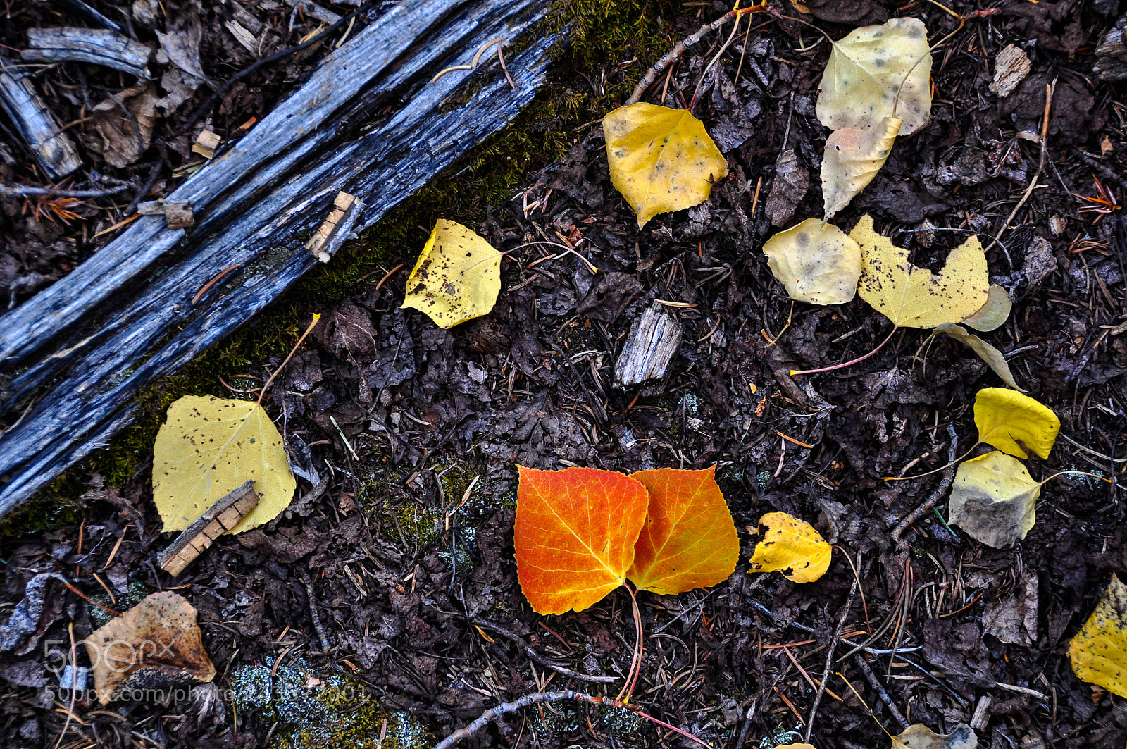 Nikon D5000 sample photo. Aspen leaf photography