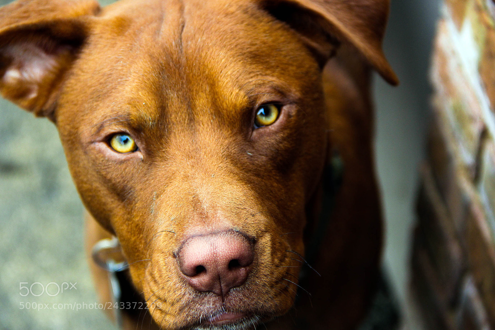 Canon EOS 60D sample photo. Img photography