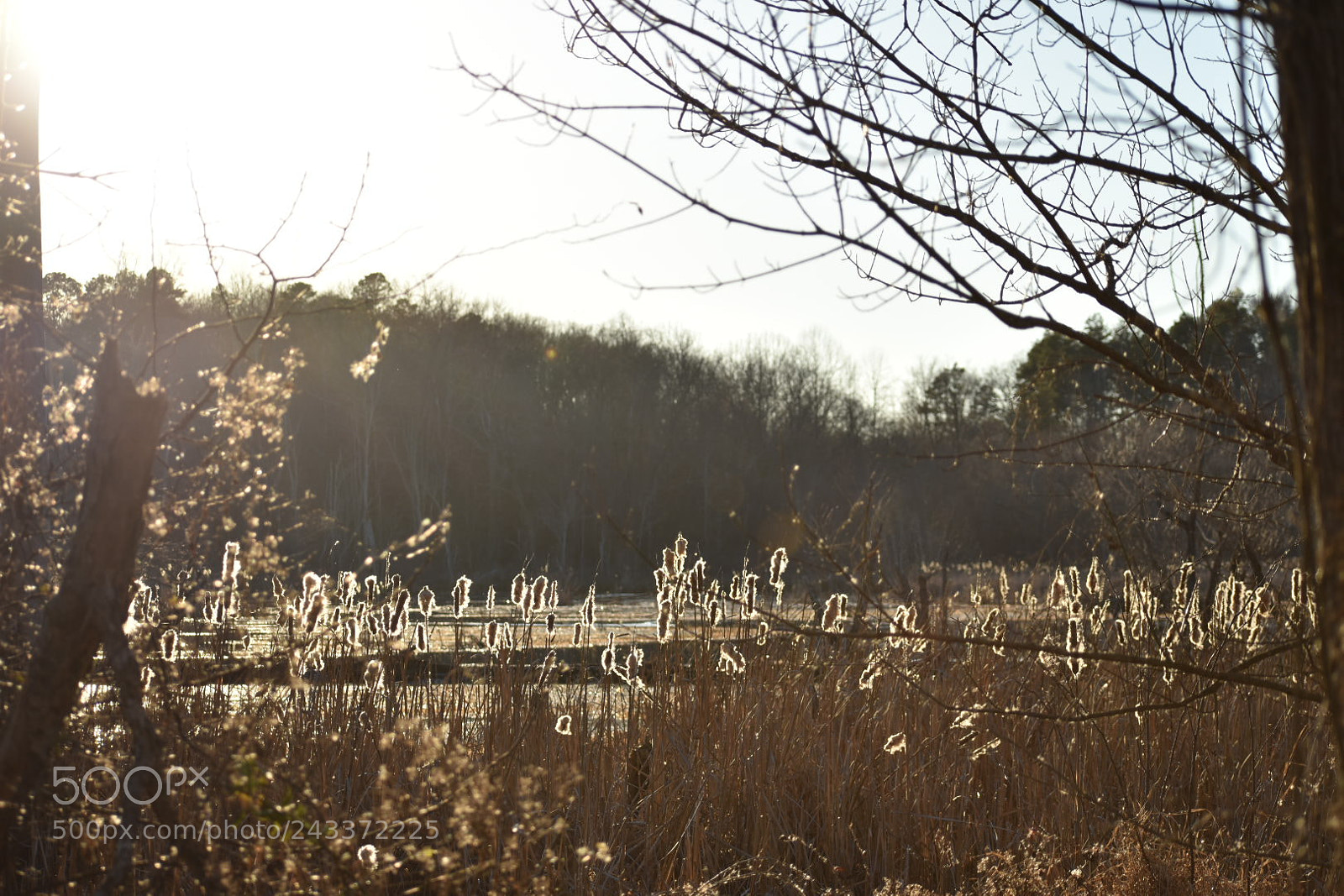 Nikon D3400 sample photo. Lake conestee nature park photography