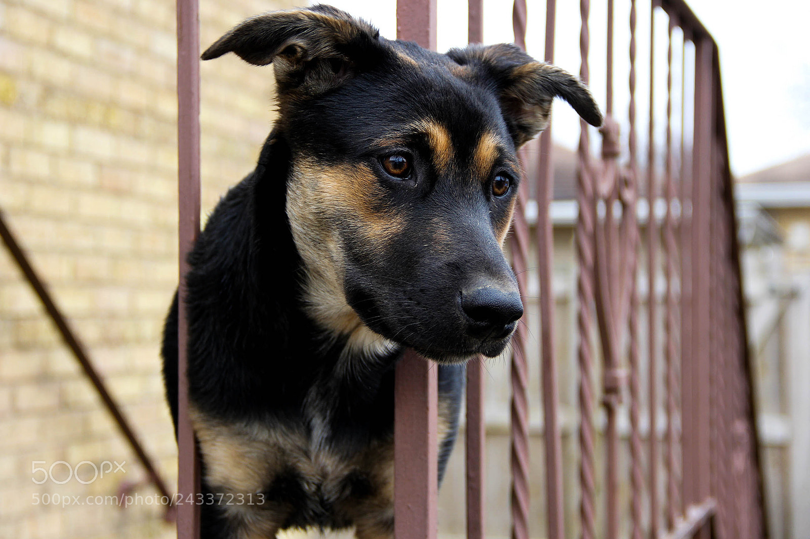 Canon EOS 60D sample photo. Img photography