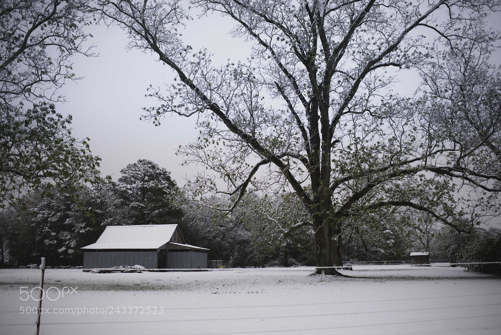 Nikon D610 sample photo. Copy photography