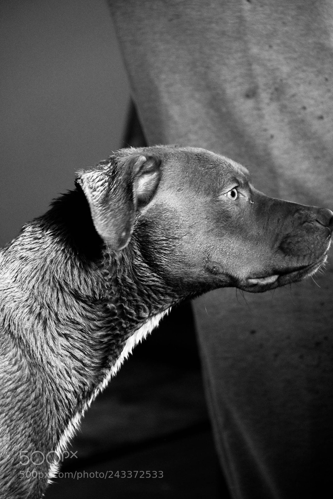 Canon EOS 60D sample photo. Img photography