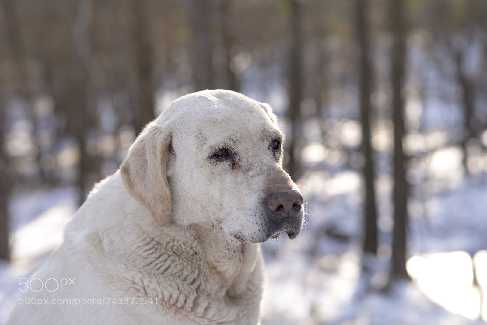 Nikon D610 sample photo. Copy photography