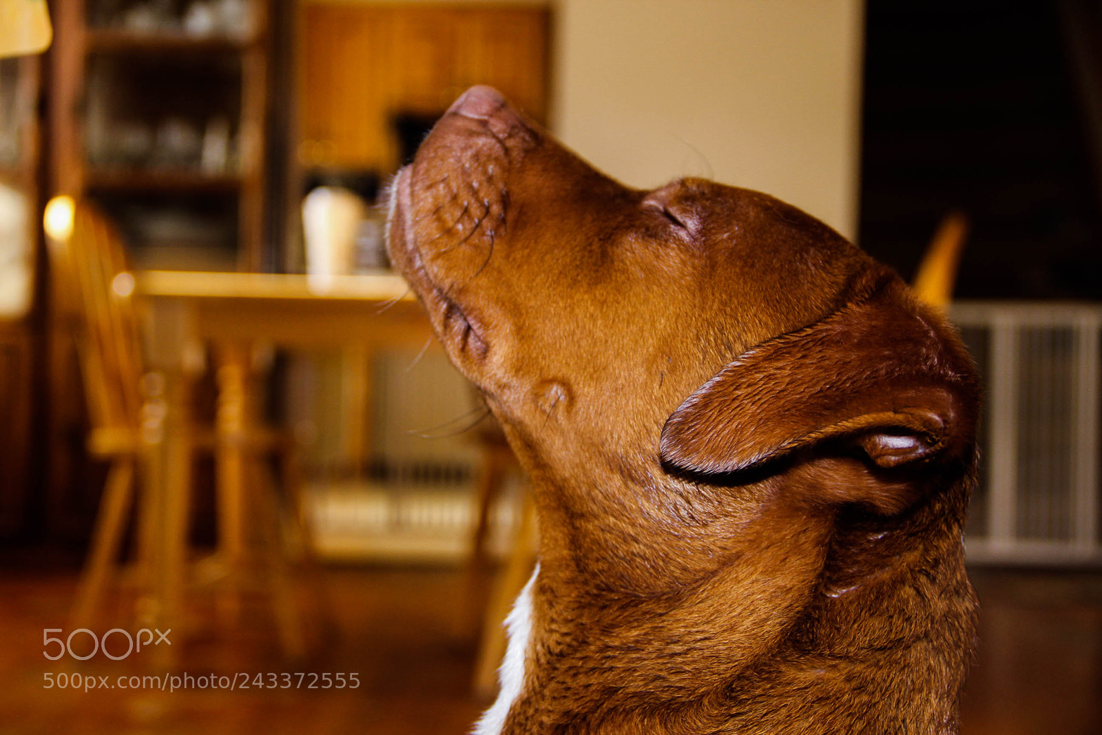 Canon EOS 60D sample photo. Img photography