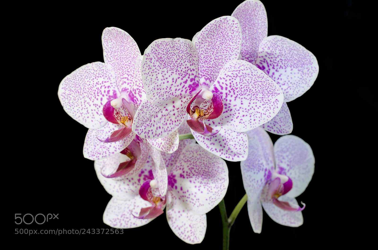 Nikon D5100 sample photo. Orquideas photography
